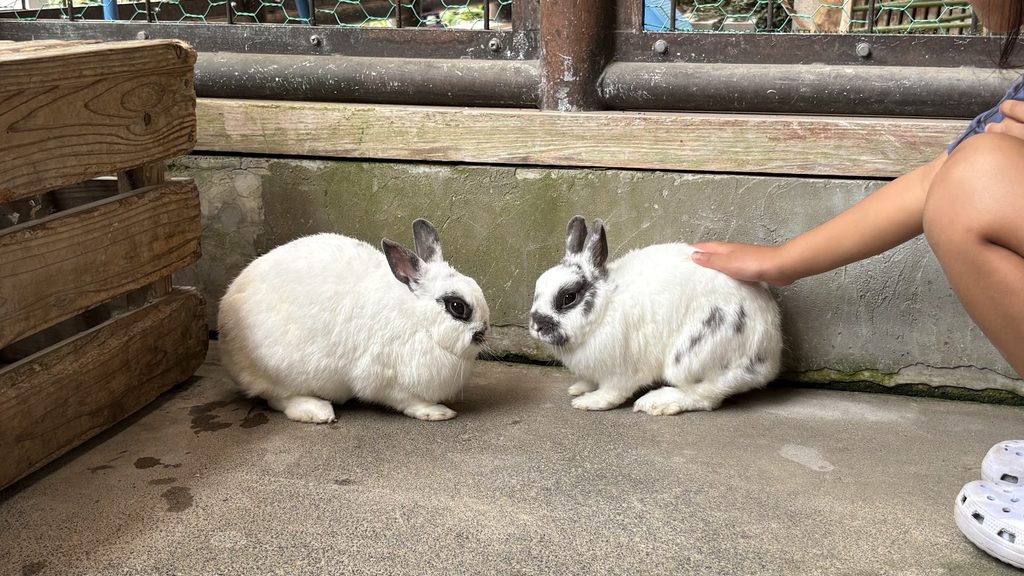 夕やけ小やけふれあいの里のふれあい牧場のうさぎを触る様子
