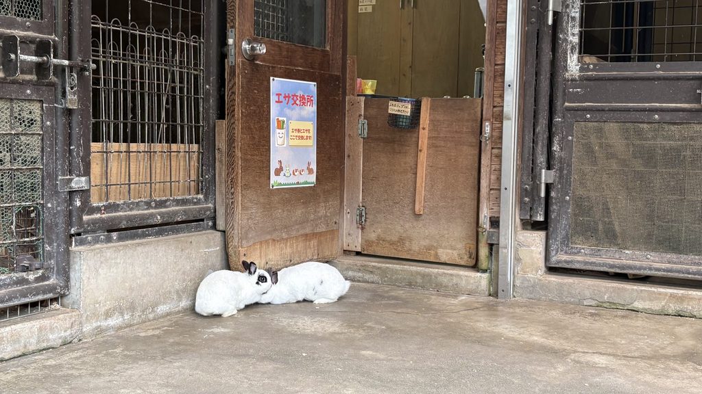 夕やけ小やけふれあいの里のふれあい牧場のうさぎ