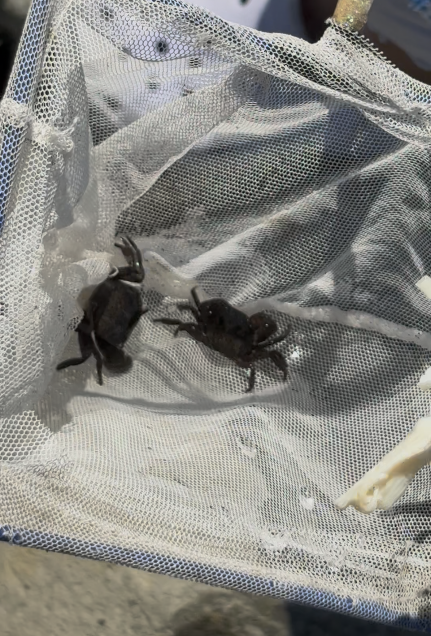 葛西臨海公園のカニを捕まえた様子