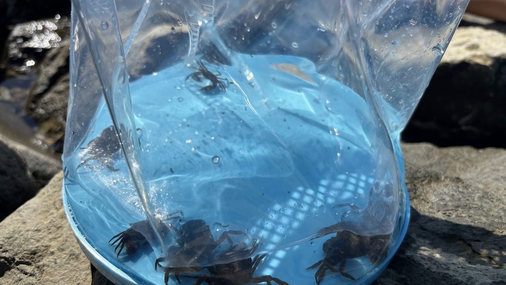 葛西臨海公園のカニを観察する様子