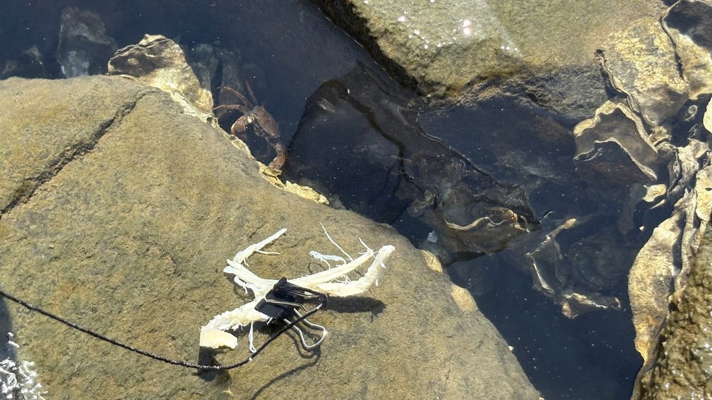 葛西臨海公園のカニが牡蛎の殻から出てきてる様子