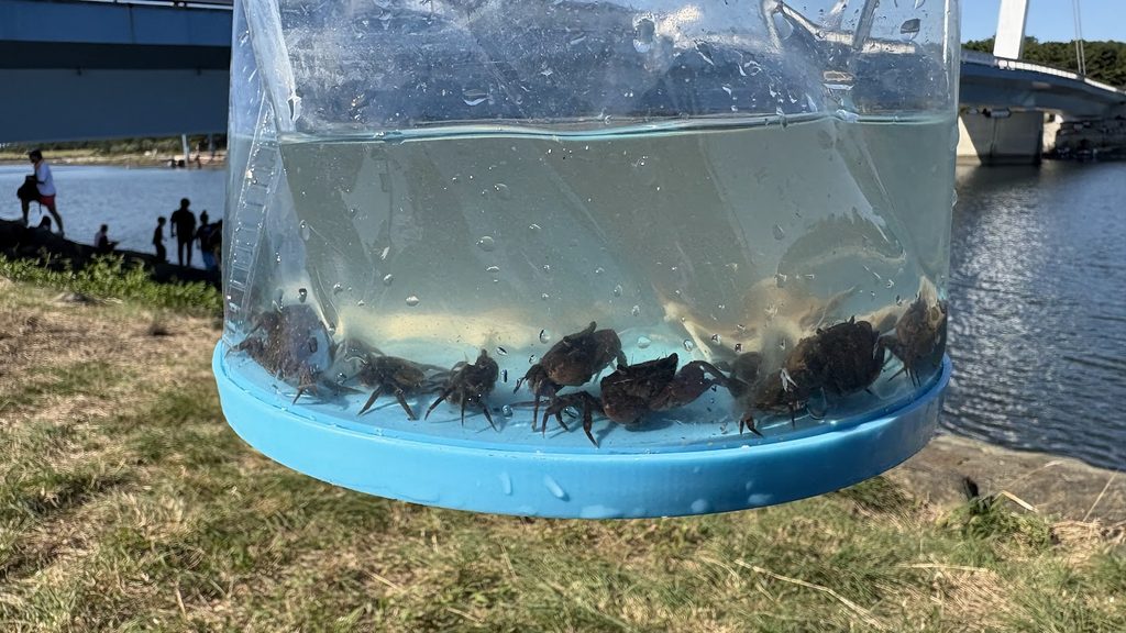 葛西海浜公園で捕まえたカニの様子