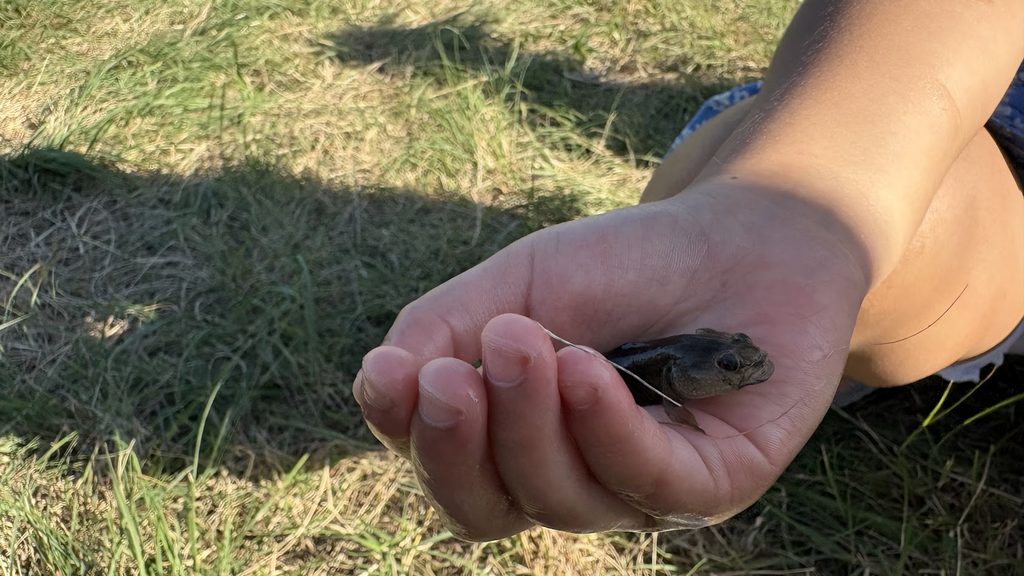 葛西海浜公園の魚の様子